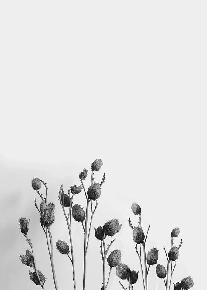 dry flowers