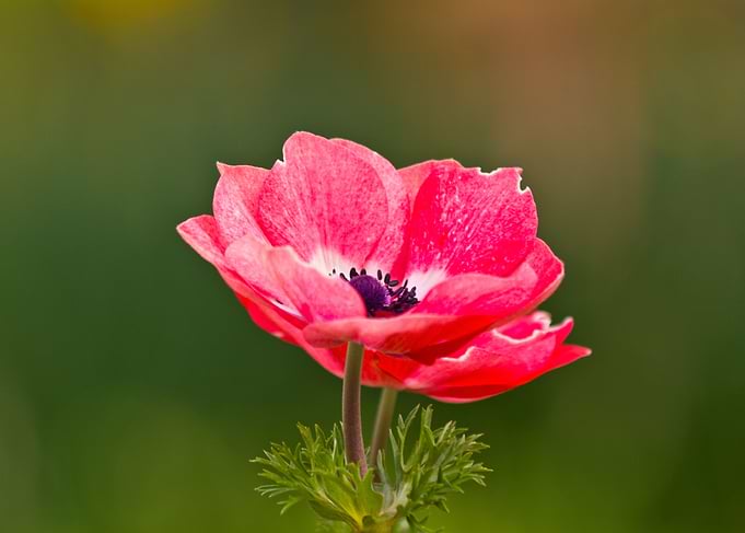 Colorful flower