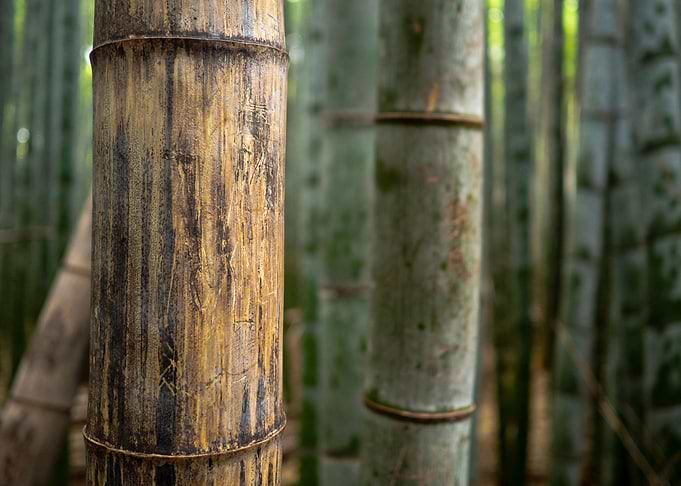 Bamboo closeup
