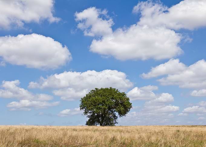 A lonely tree