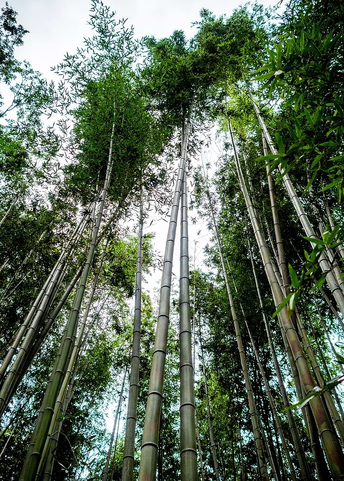 Bamboo treetop