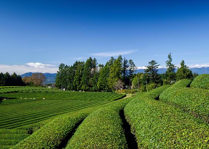 Japanese tea fields