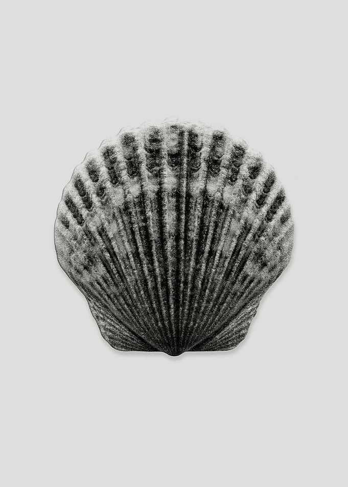 sea shell