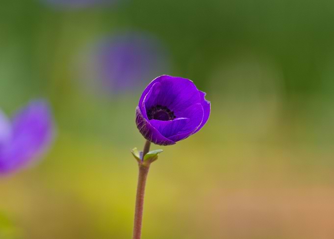 Colorful flower