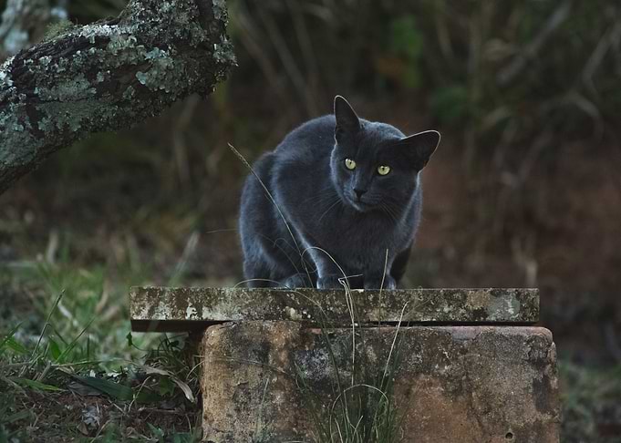 stairs black cat