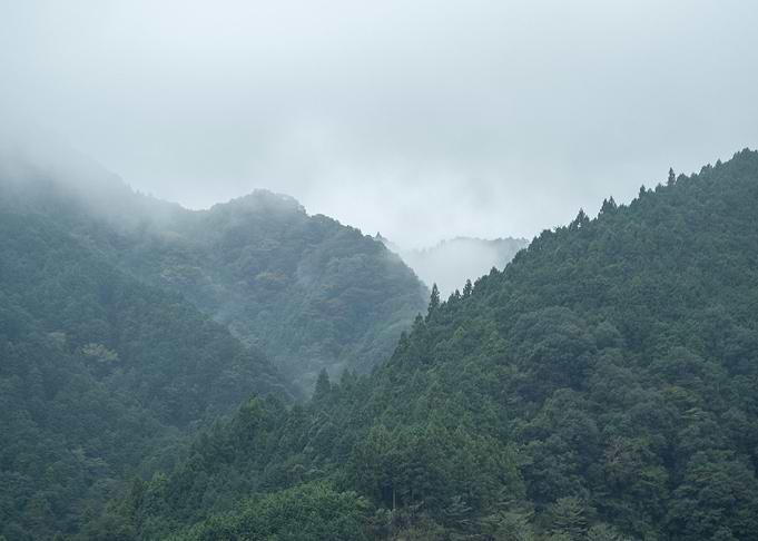 Foggy forest