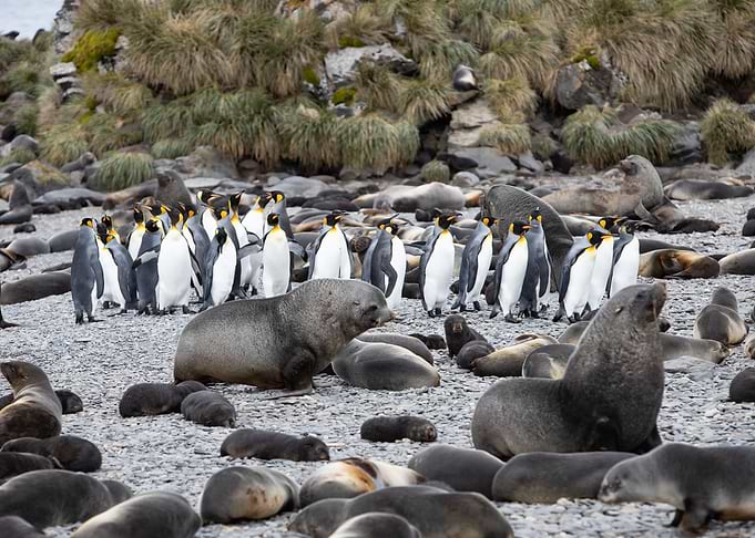 Marching King Penguins