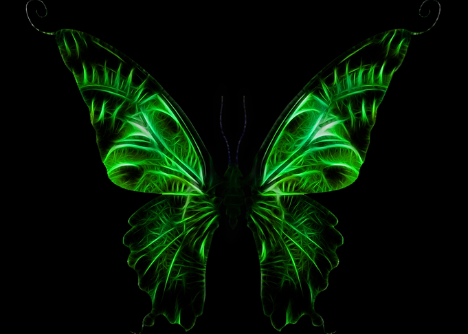 Butterfly