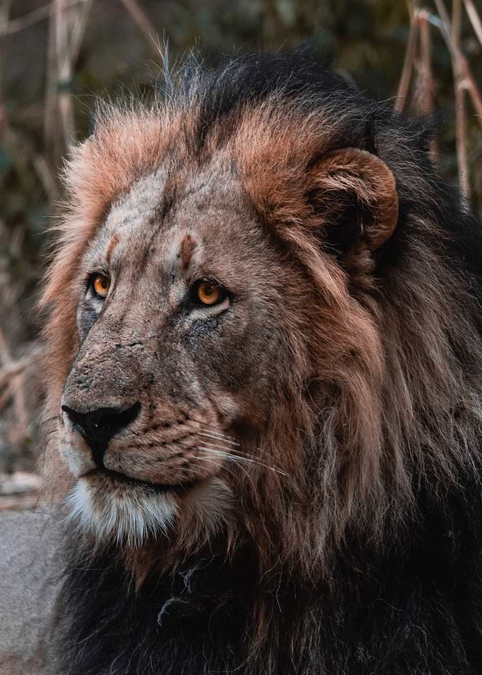 brown eye tiger