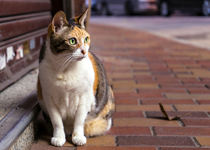 white orange tebby cat