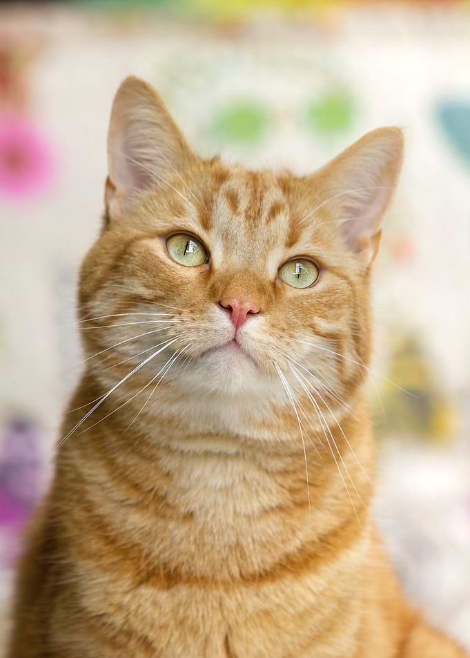 cat brown