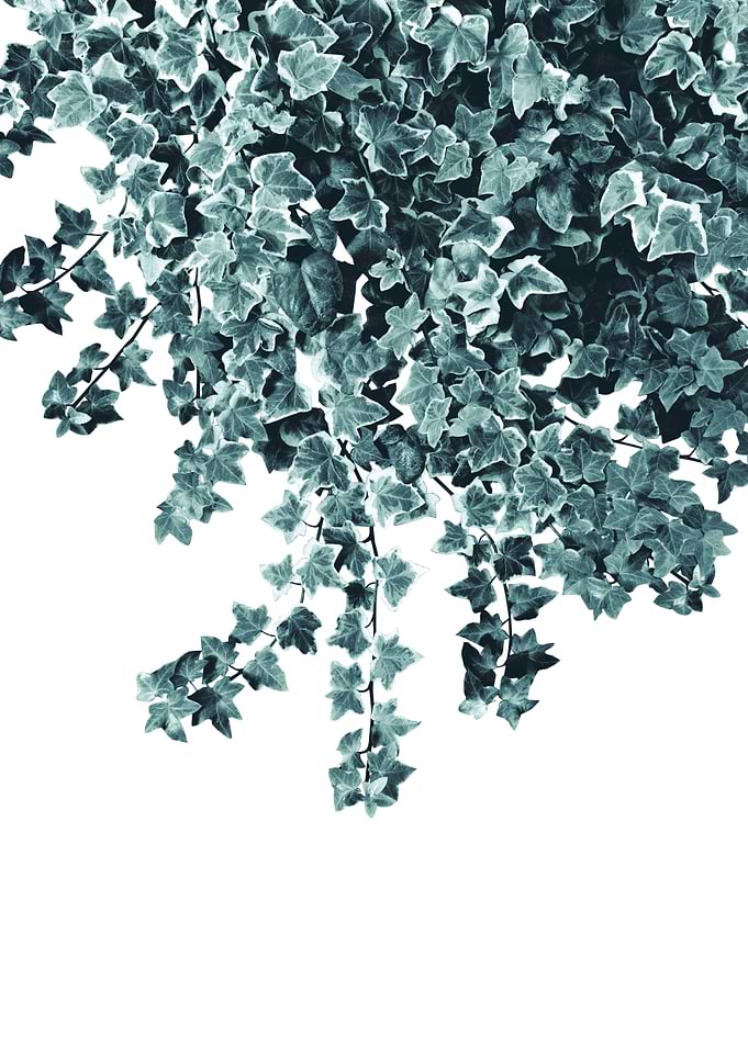 Ivy Delight 1