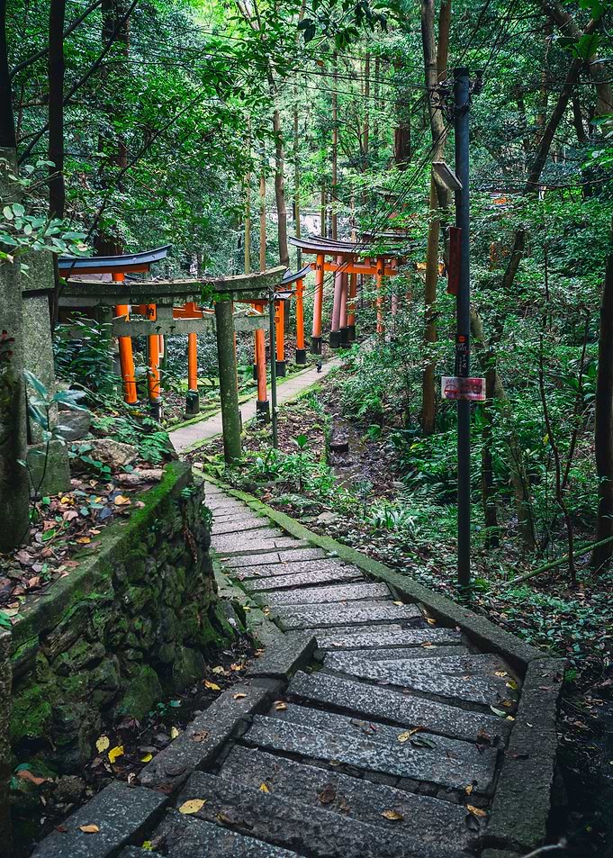 Path through the forest