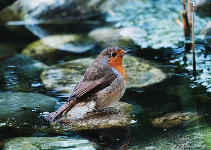 Robin
