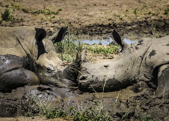 A couple of wild rhinos