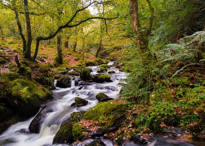 Autumn at Dolgoch Falls