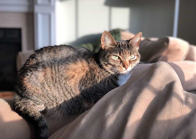 cat textile