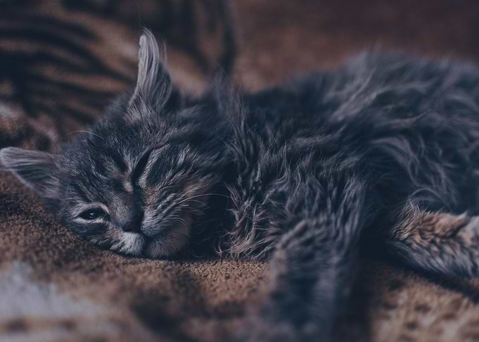 Beautiful kitty