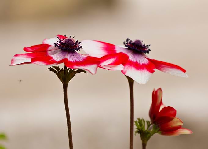 Colorful flower