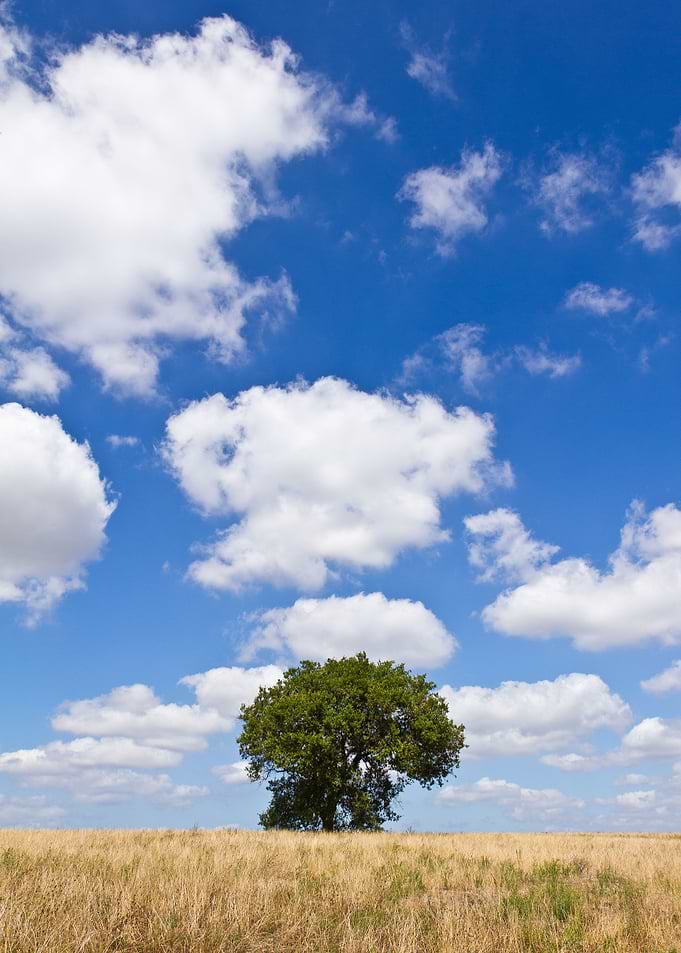 A lonely tree