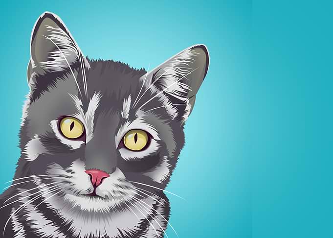 Cute cat