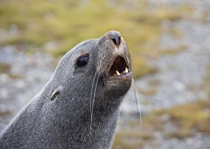 Mother Fur Seal