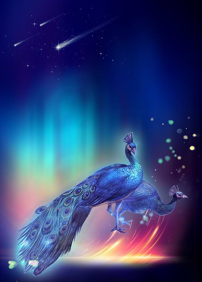 Peacock Bird on Starry Sky