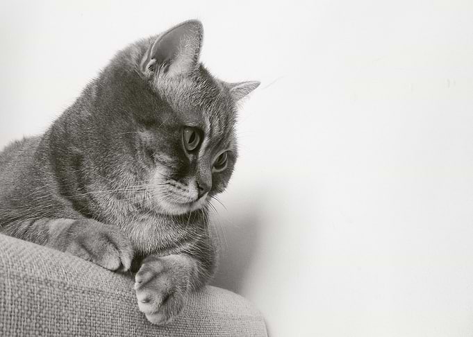 cat chair staring