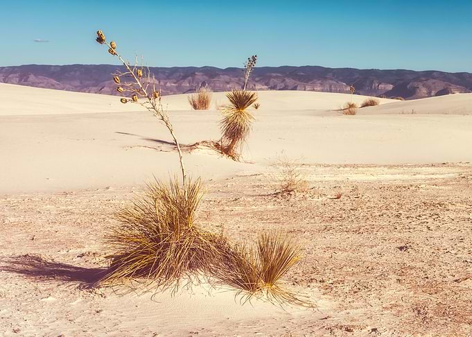Desert Life