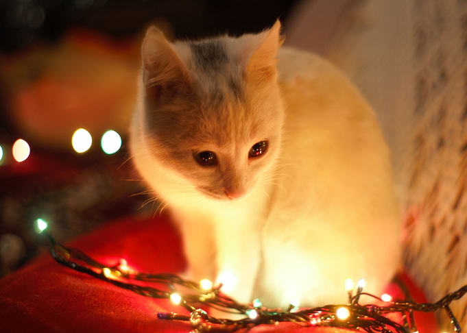 white cat christian