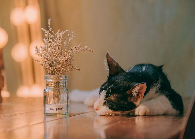 laying cat