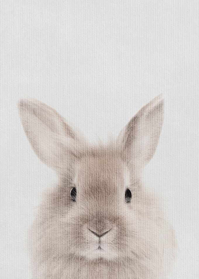 Little Rabbit