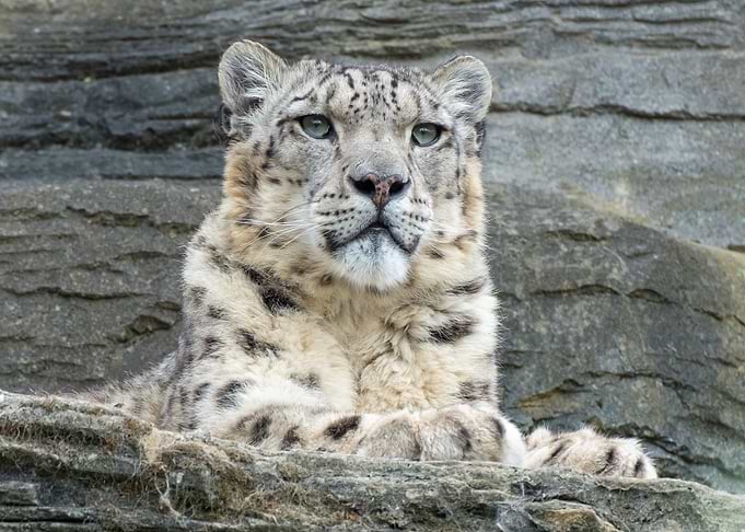 tiger white