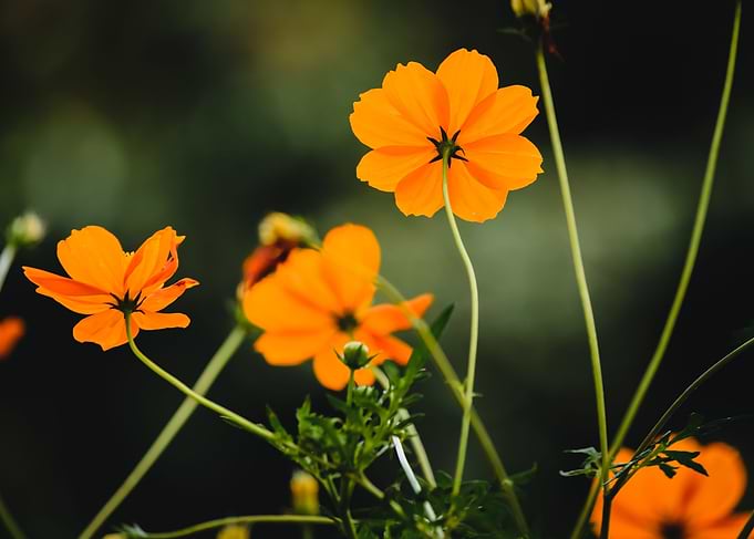 yellow flowers