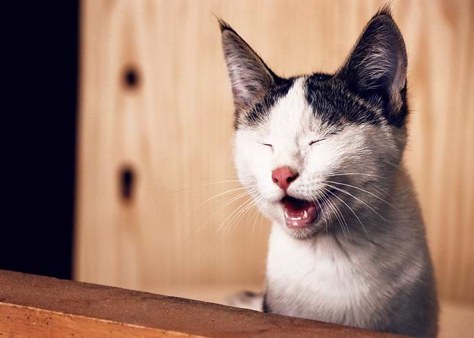 eye sleep cat
