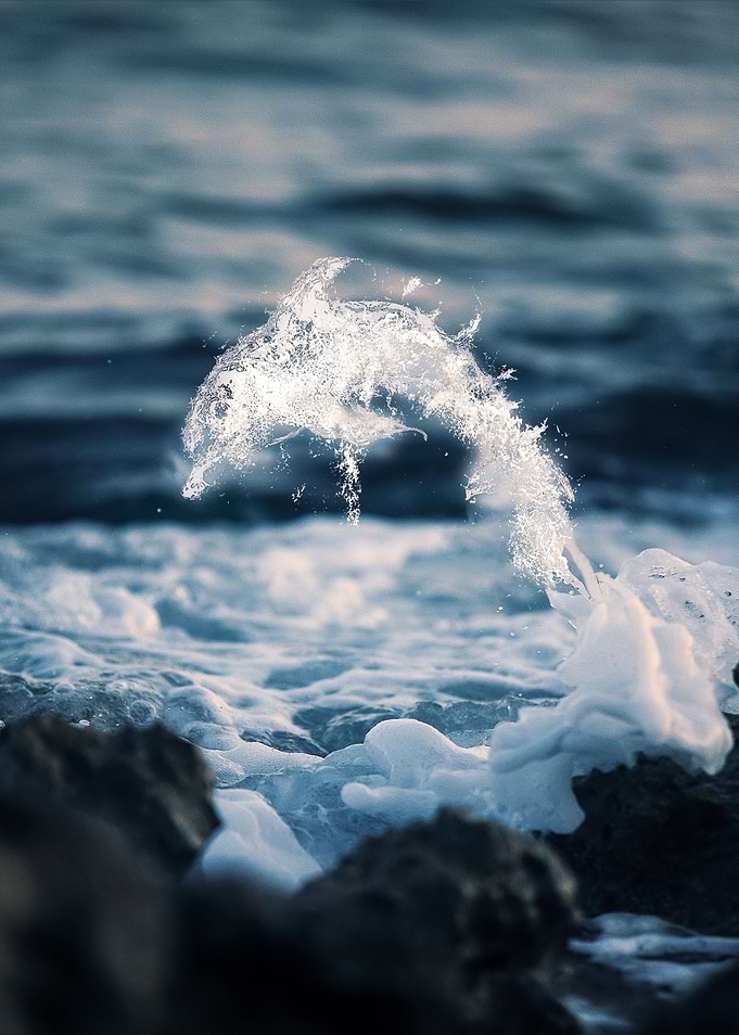 Magical Dolphin