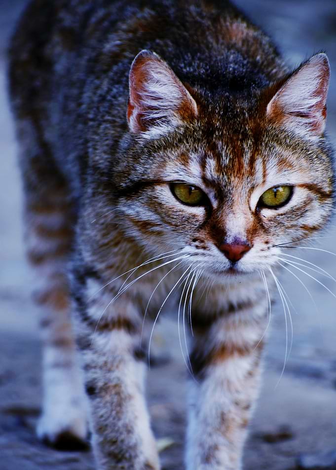 tabby cat