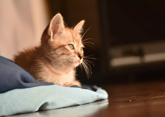 orange cat