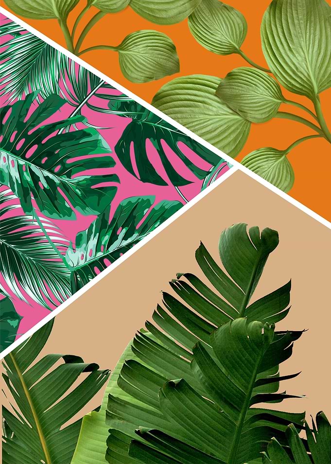 tropical leaf
