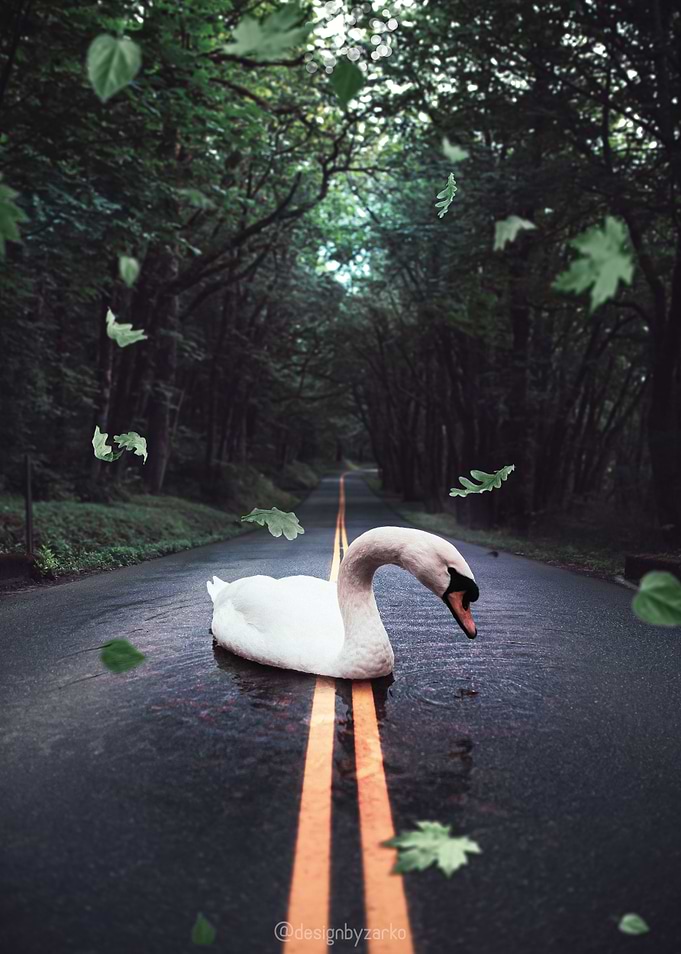 Elegant Swan