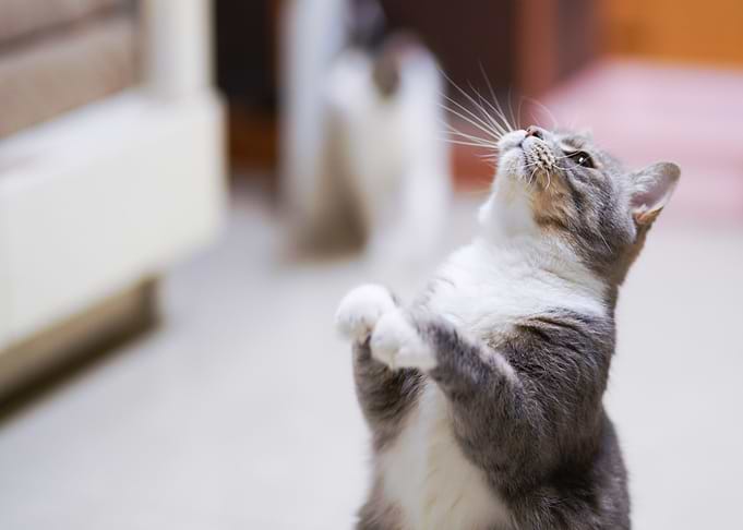 cat looking
