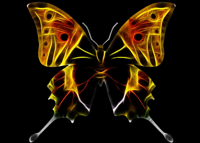 Butterfly