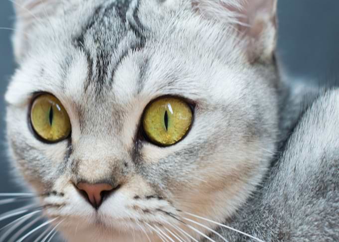 face cat