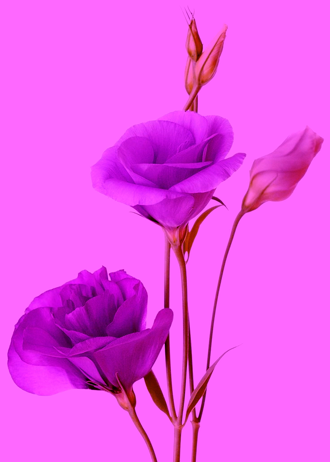 beauty flower