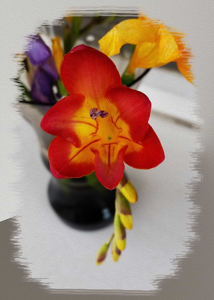 The red freesia