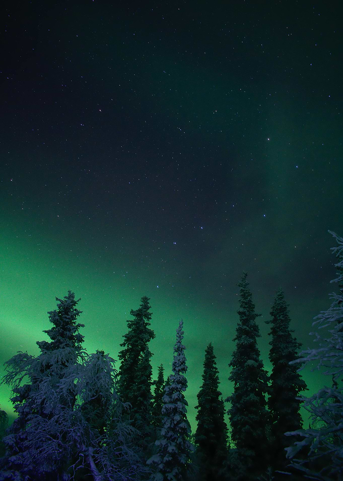 Frosty Nights