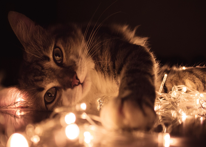 light cat