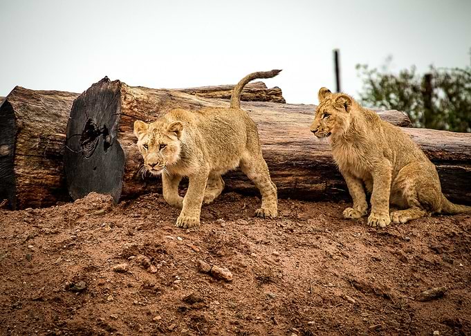 lion two wood