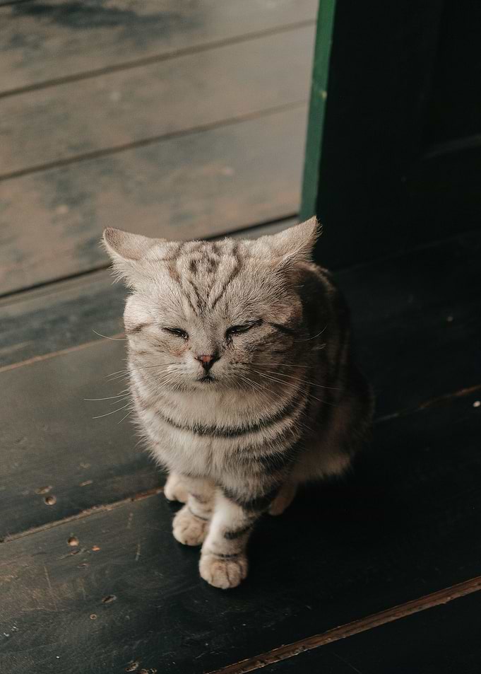 grey cat floor