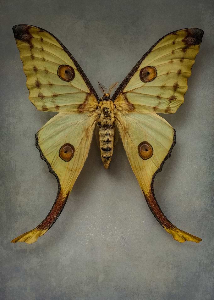 Pretty yellow butterfly